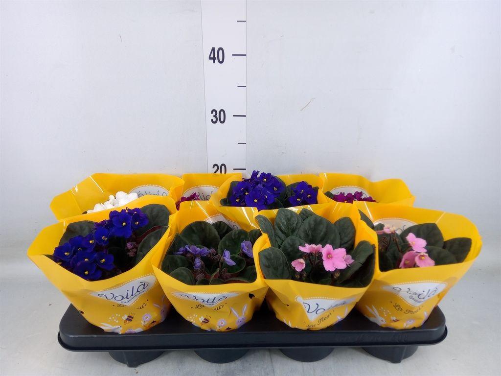 Горшечные цветы и растения оптом Saintpaulia   ...mix от 8шт (для телеги) из Голландии с доставкой по России