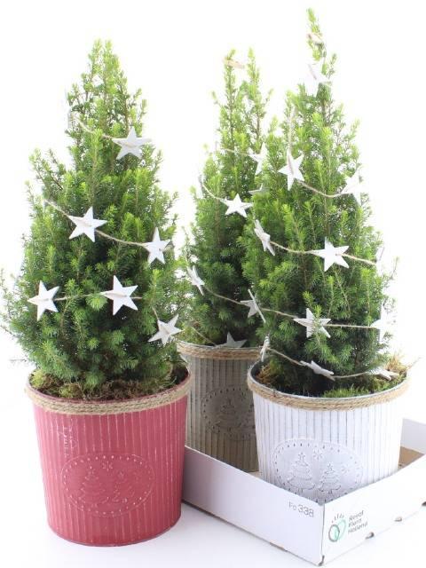 Горшечные цветы и растения оптом Picea Gl. Magnifique от 3шт из Голландии с доставкой по России