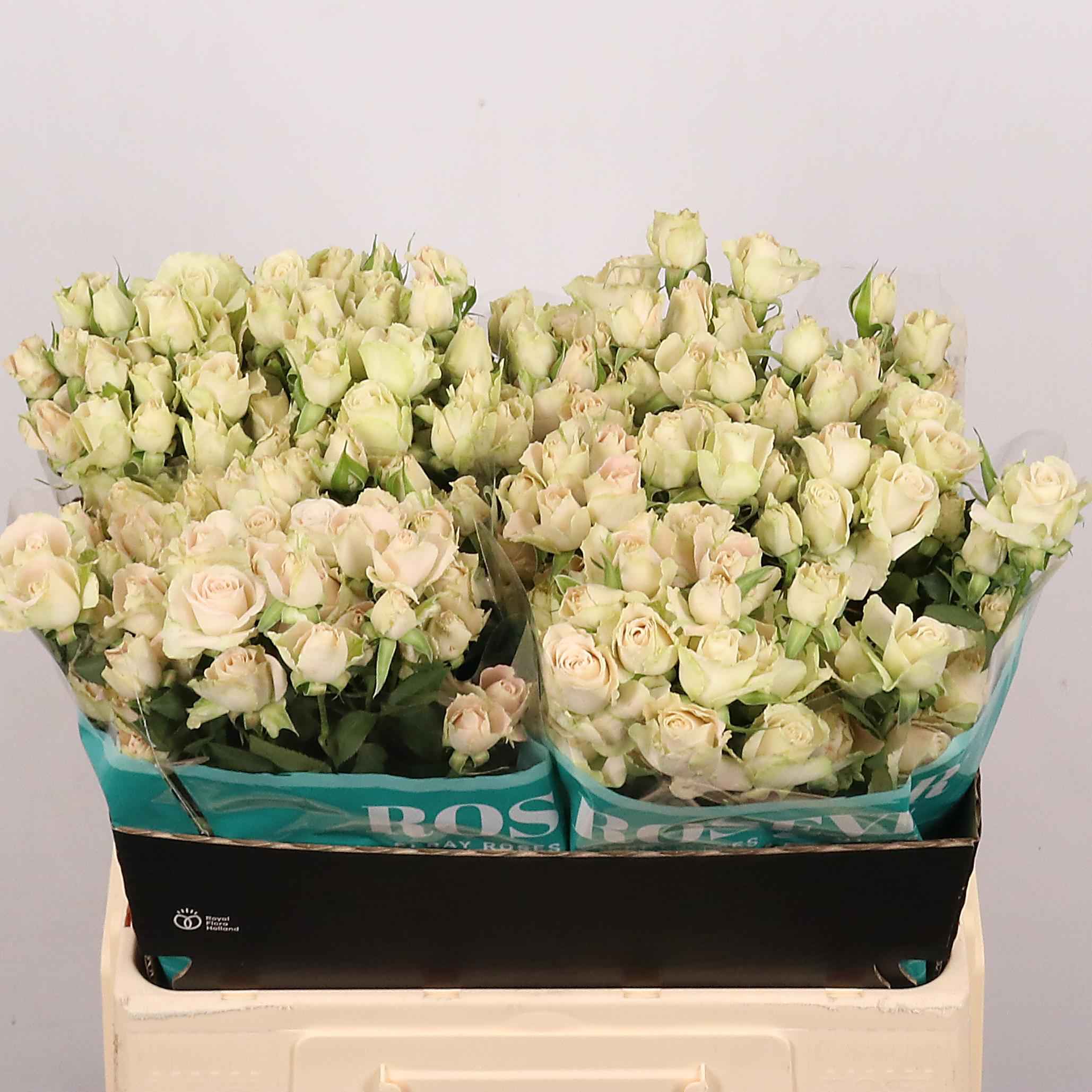 Срезанные цветы оптом Rosa sp sahara rosever от 40шт из Голландии с доставкой по России