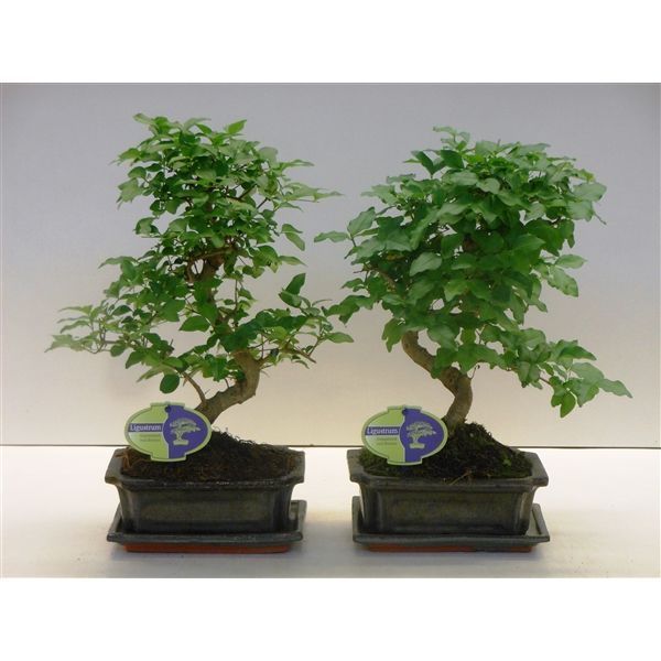 Горшечные цветы и растения оптом Bonsai Iligustrum Sinensis, 20cm., Shape, With Dri от 6шт из Голландии с доставкой по России