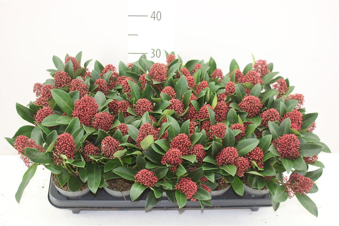 Горшечные цветы и растения оптом Skimmia Jap Rubella 7+ от 10шт из Голландии с доставкой по России