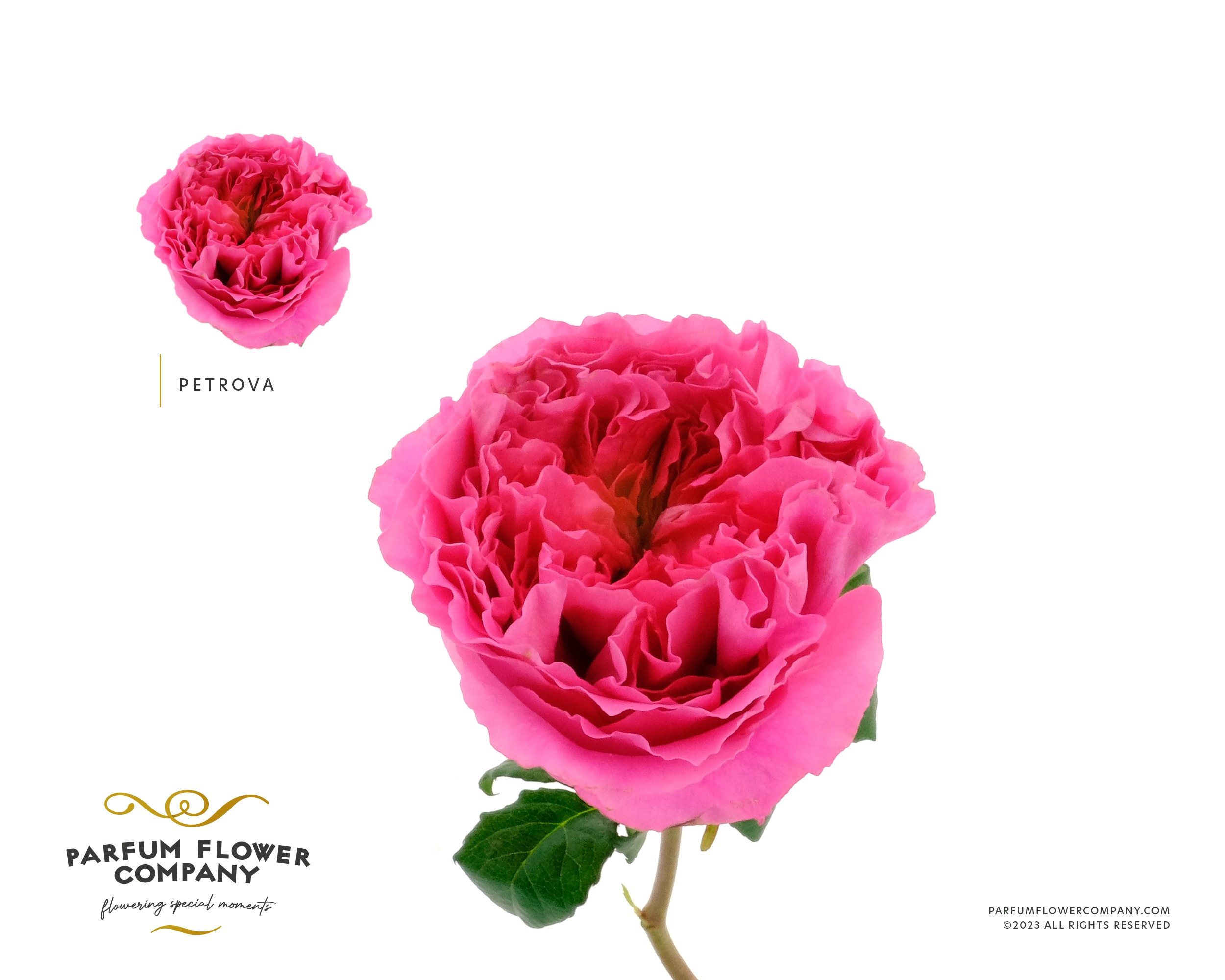 Срезанные цветы оптом Rosa garden petrova от 20шт из Голландии с доставкой по России