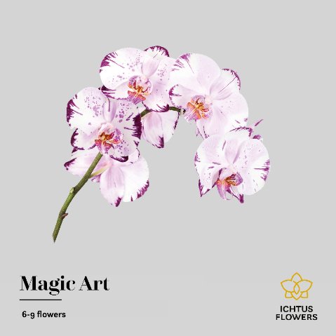 Срезанные цветы оптом Phalaenopsis magic art (per stem) от 6шт. из Голландии с доставкой по России
