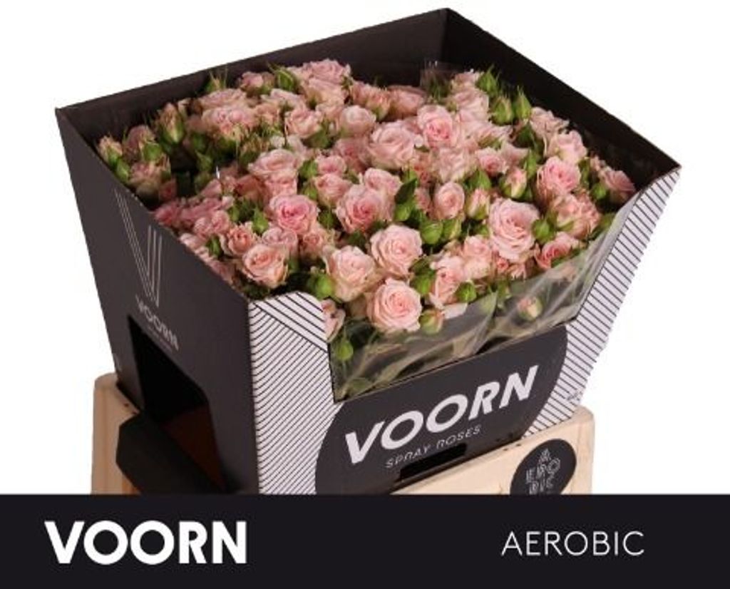 Срезанные цветы оптом Rosa spray aerobic от 40шт из Голландии с доставкой по России