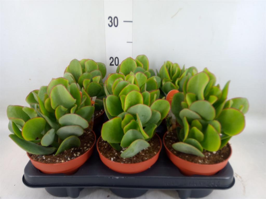 Горшечные цветы и растения оптом Crassula Arborescens от 6шт из Голландии с доставкой по России