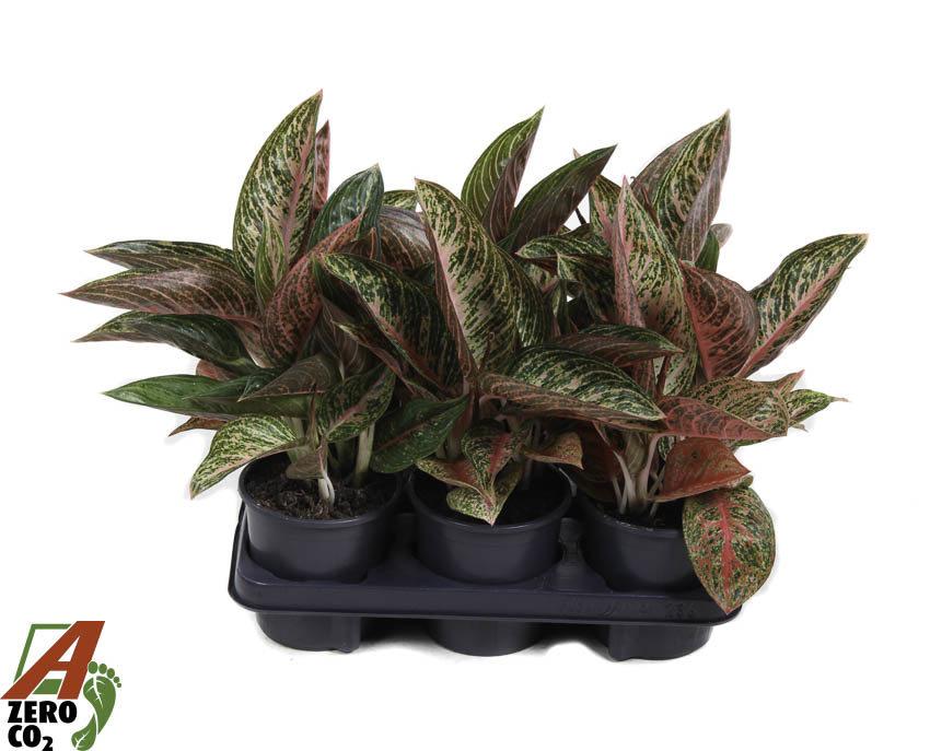 Горшечные цветы и растения оптом Aglaonema Starshine от 6шт из Голландии с доставкой по России