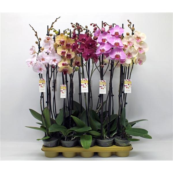 Горшечные цветы и растения оптом Phal 2st Mix 16+ (phalanova) от 10шт из Голландии с доставкой по России