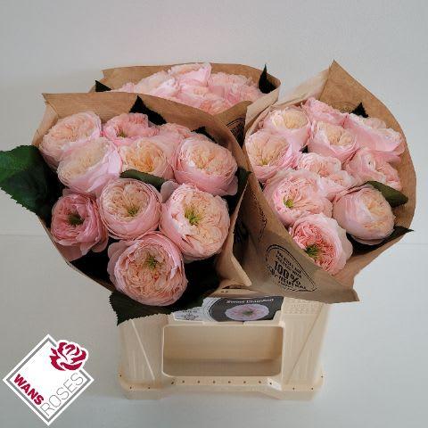 Срезанные цветы оптом Rosa garden sweet diamond от 30шт из Голландии с доставкой по России