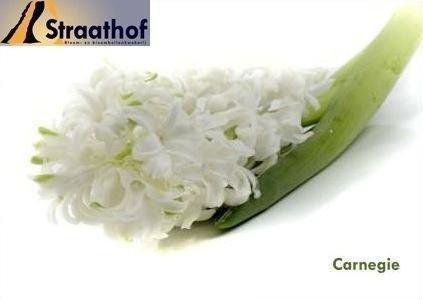 Срезанные цветы оптом Hyacinthus white от 50шт из Голландии с доставкой по России