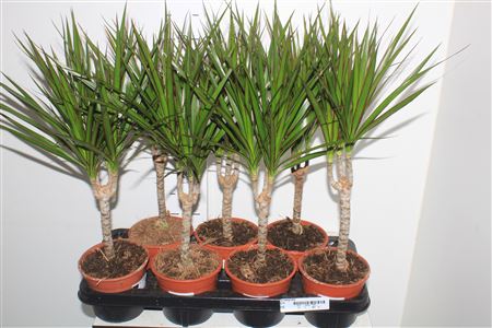 Горшечные цветы и растения оптом Dra Marginata 20cm 2+ от 7шт из Голландии с доставкой по России