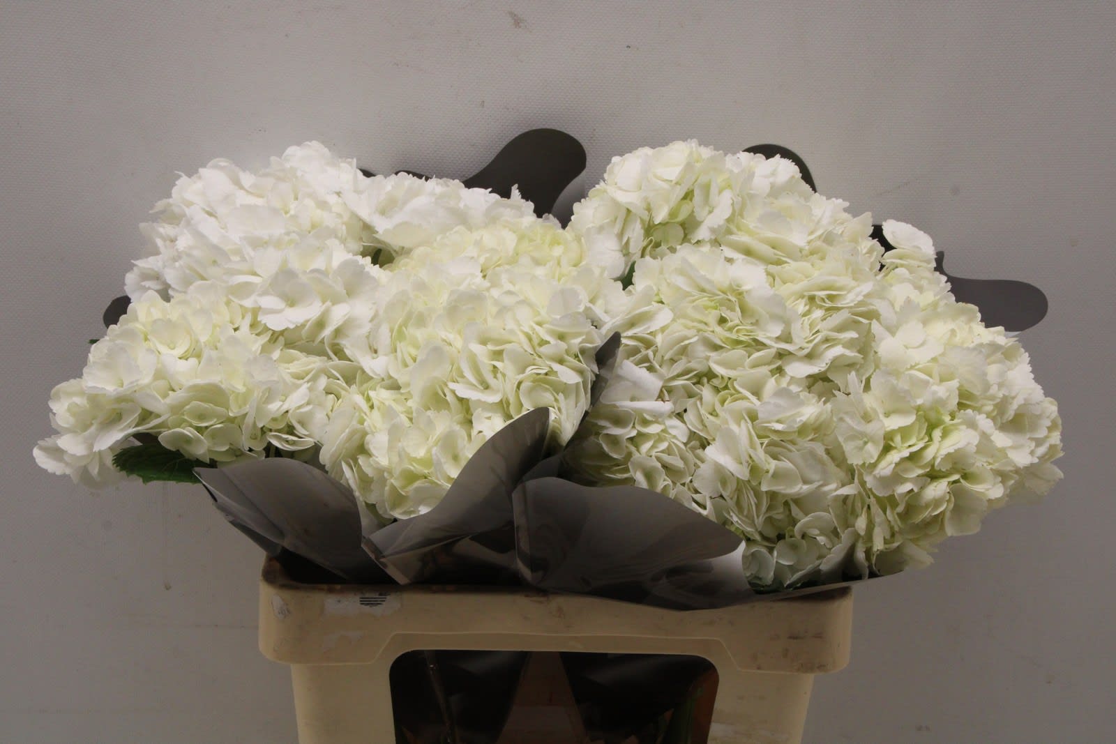 Срезанные цветы оптом Hydrangea white от 10шт из Голландии с доставкой по России