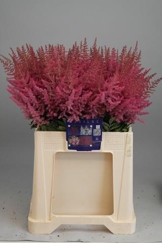 Срезанные цветы оптом Astilbe ar else schluc от 100шт из Голландии с доставкой по России