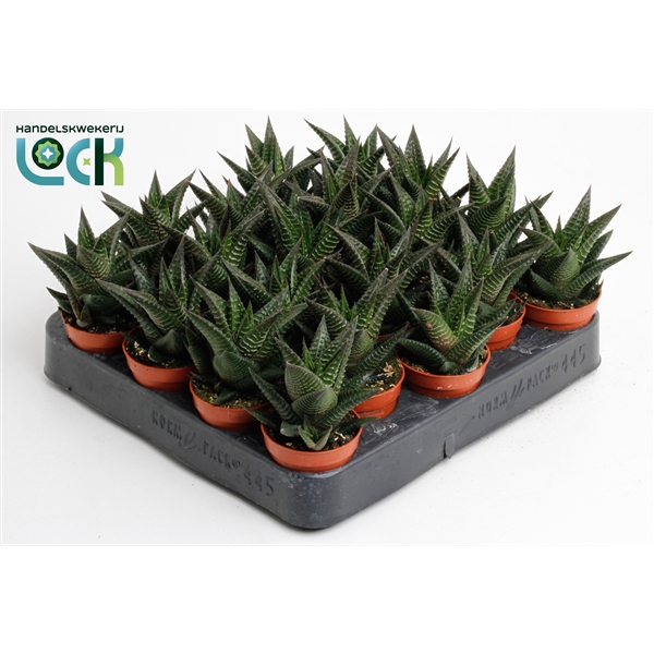 Горшечные цветы и растения оптом Haworthia Limifolia от 30шт из Голландии с доставкой по России