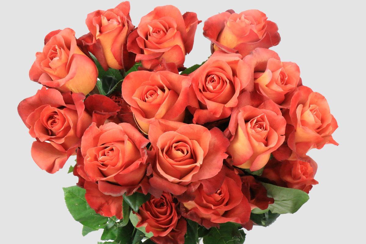 Срезанные цветы оптом Rosa ec coffee break от 125шт из Голландии с доставкой по России