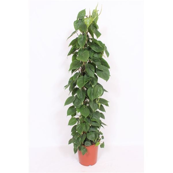 Горшечные цветы и растения оптом Philodendron Scandens Piramide от 1шт из Голландии с доставкой по России