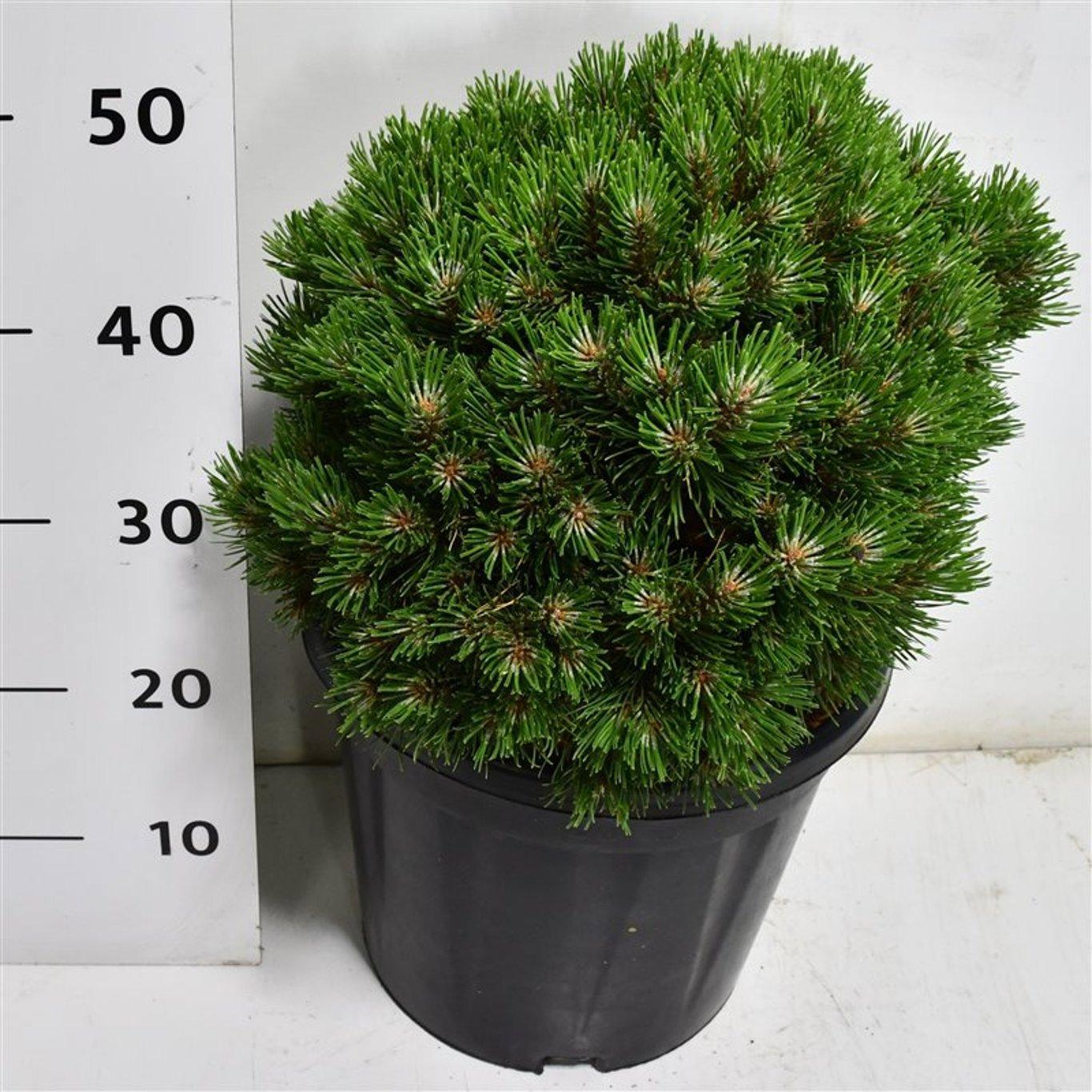 Горшечные цветы и растения оптом Pinus Mugo heideperle от 1шт из Голландии с доставкой по России