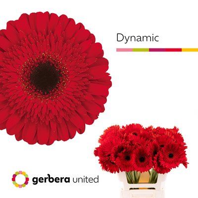 Срезанные цветы оптом Gerbera dynamic от 50шт. из Голландии с доставкой по России