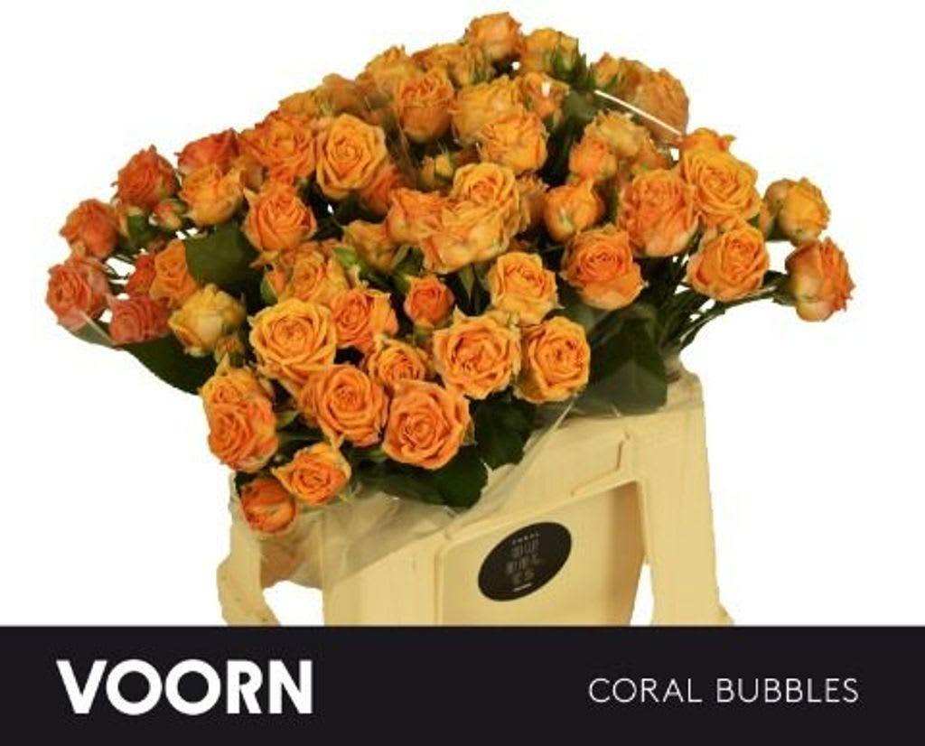 Срезанные цветы оптом Rosa spray coral bubbles от 40шт из Голландии с доставкой по России