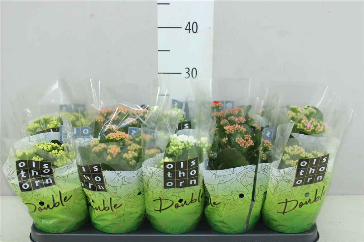 Горшечные цветы и растения оптом Kalanchoe Calandiva Mix от 10шт из Голландии с доставкой по России