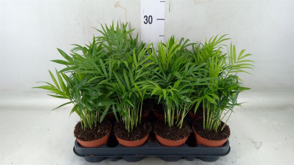 Горшечные цветы и растения оптом Chamaedorea Elegans от 12шт (для телеги) из Голландии с доставкой по России Горшечные цветы и растения оптом Chamaedorea Elegans от 12шт (для телеги) из Голландии с доставкой по России