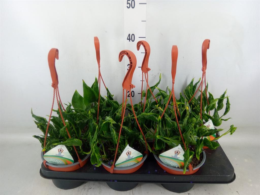 Горшечные цветы и растения оптом Epipremnum   ... от 6шт из Голландии с доставкой по России