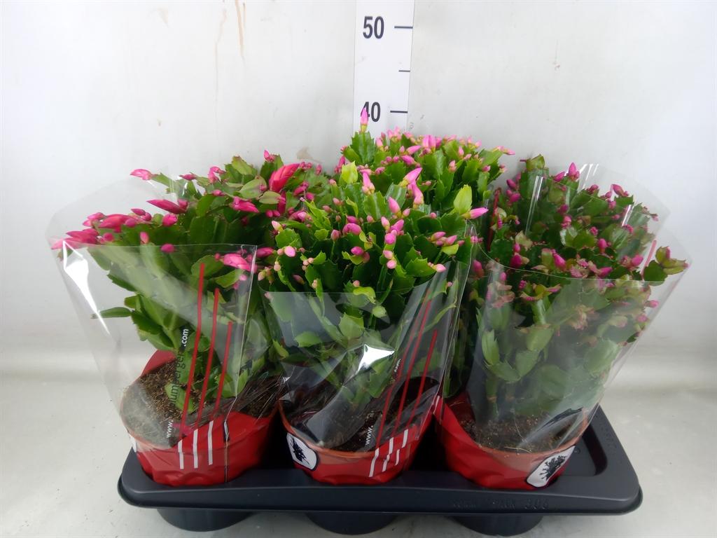 Горшечные цветы и растения оптом Schlumbergera   ... от 6шт из Голландии с доставкой по России