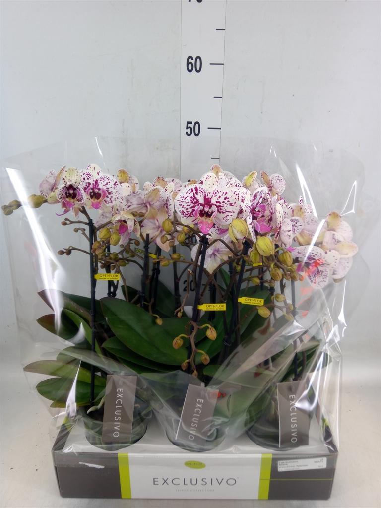 Горшечные цветы и растения оптом Phalaenopsis Multi.   ... от 6шт из Голландии с доставкой по России