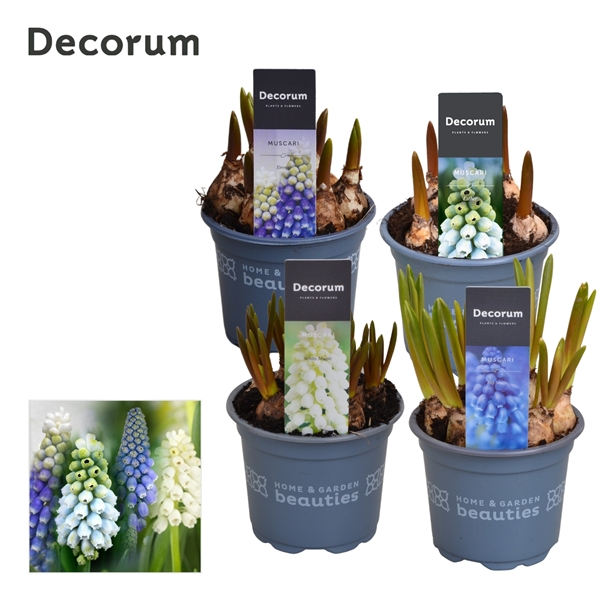 Горшечные цветы и растения оптом Muscari Mix (decorum) от 18шт из Голландии с доставкой по России