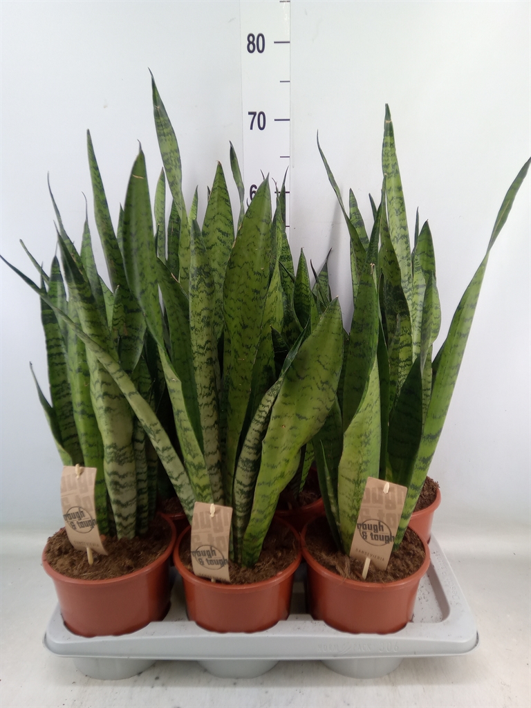 Горшечные цветы и растения оптом Sansevieria Zeylanica от 6шт из Голландии с доставкой по России