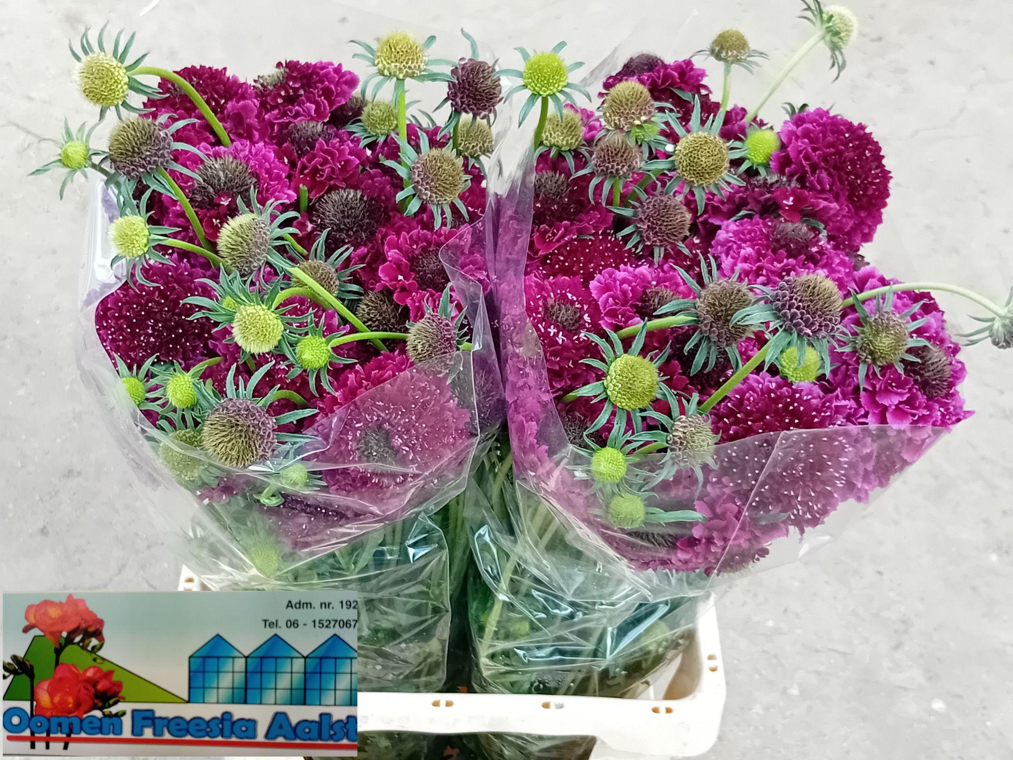 Срезанные цветы оптом Scabiosa red velvet scoop от 60шт из Голландии с доставкой по России Срезанные цветы оптом Scabiosa red velvet scoop от 60шт из Голландии с доставкой по России