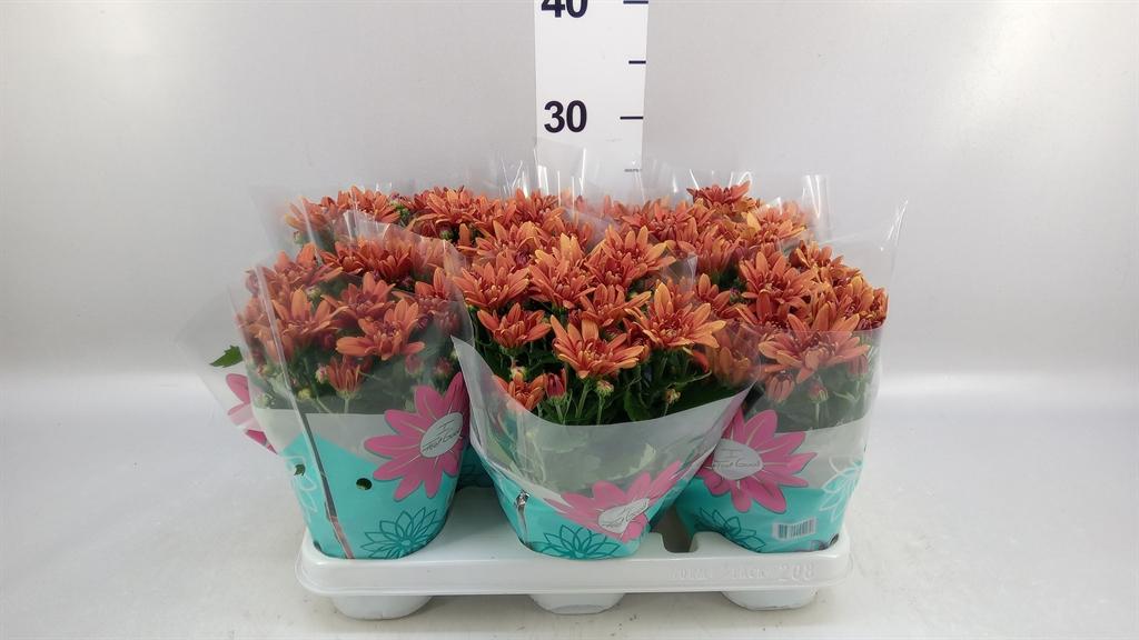 Горшечные цветы и растения оптом Chrysanthemum chrystal Orange от 8шт из Голландии с доставкой по России