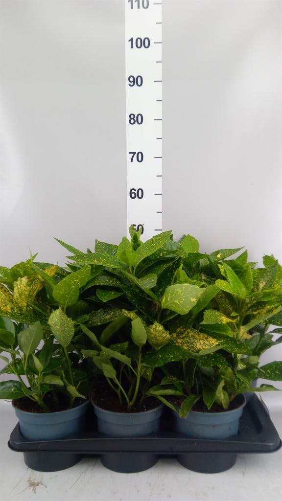Горшечные цветы и растения оптом Aucuba Japonica variegata от 6шт из Голландии с доставкой по России