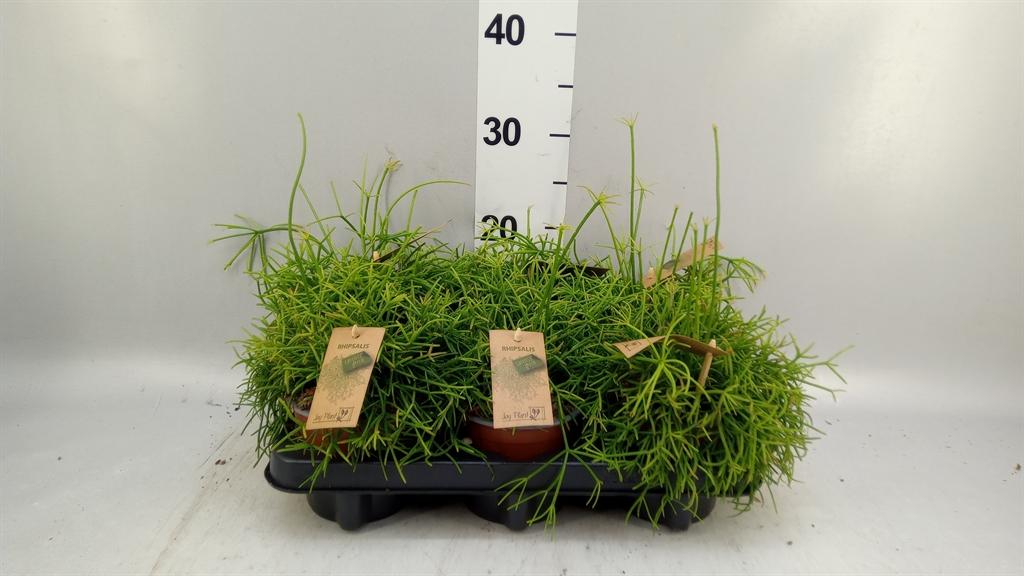 Горшечные цветы и растения оптом Rhipsalis Baccifera oasis от 6шт из Голландии с доставкой по России