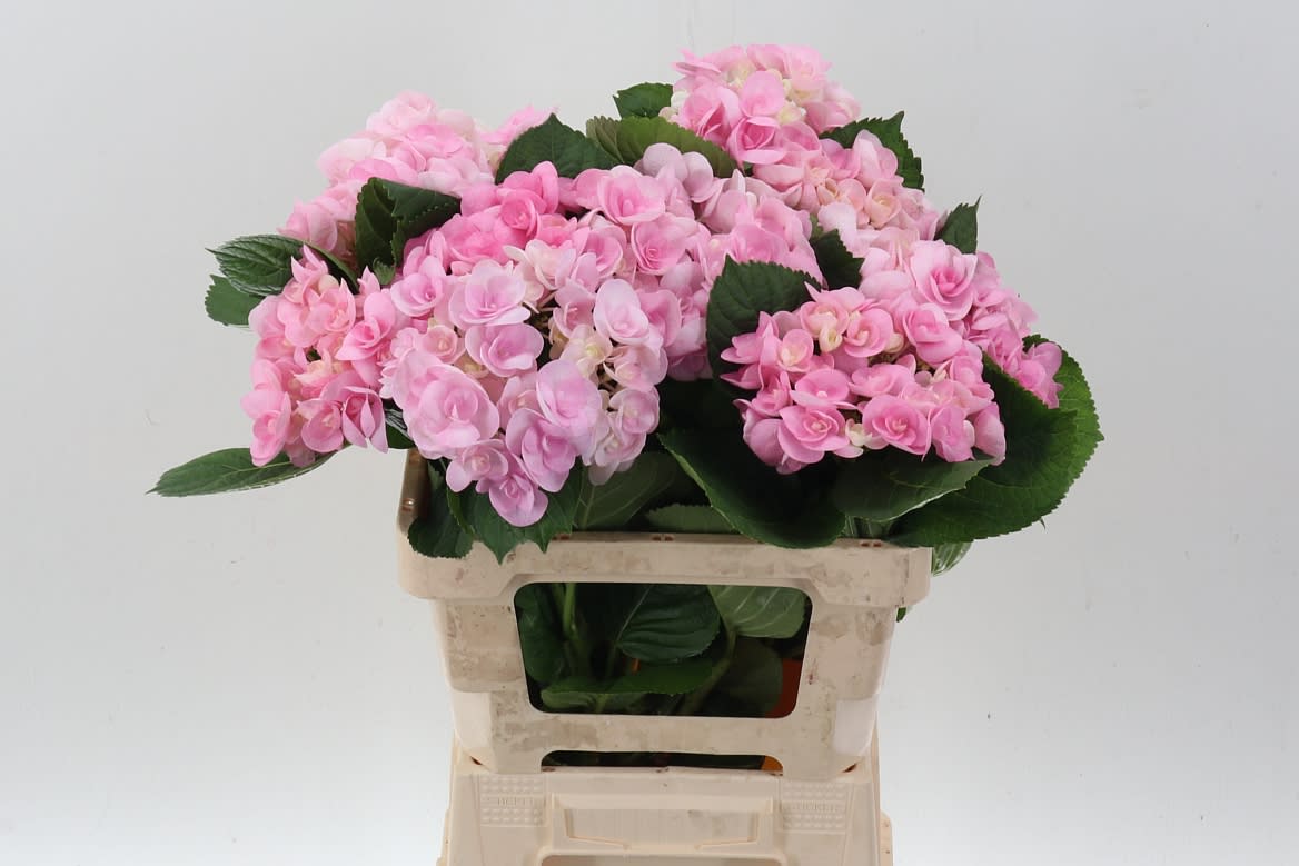 Срезанные цветы оптом Hydrangea papillon от 10шт из Голландии с доставкой по России