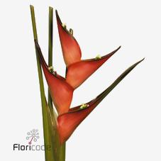 Срезанные цветы оптом Heliconia caribea от 12шт из Голландии с доставкой по России