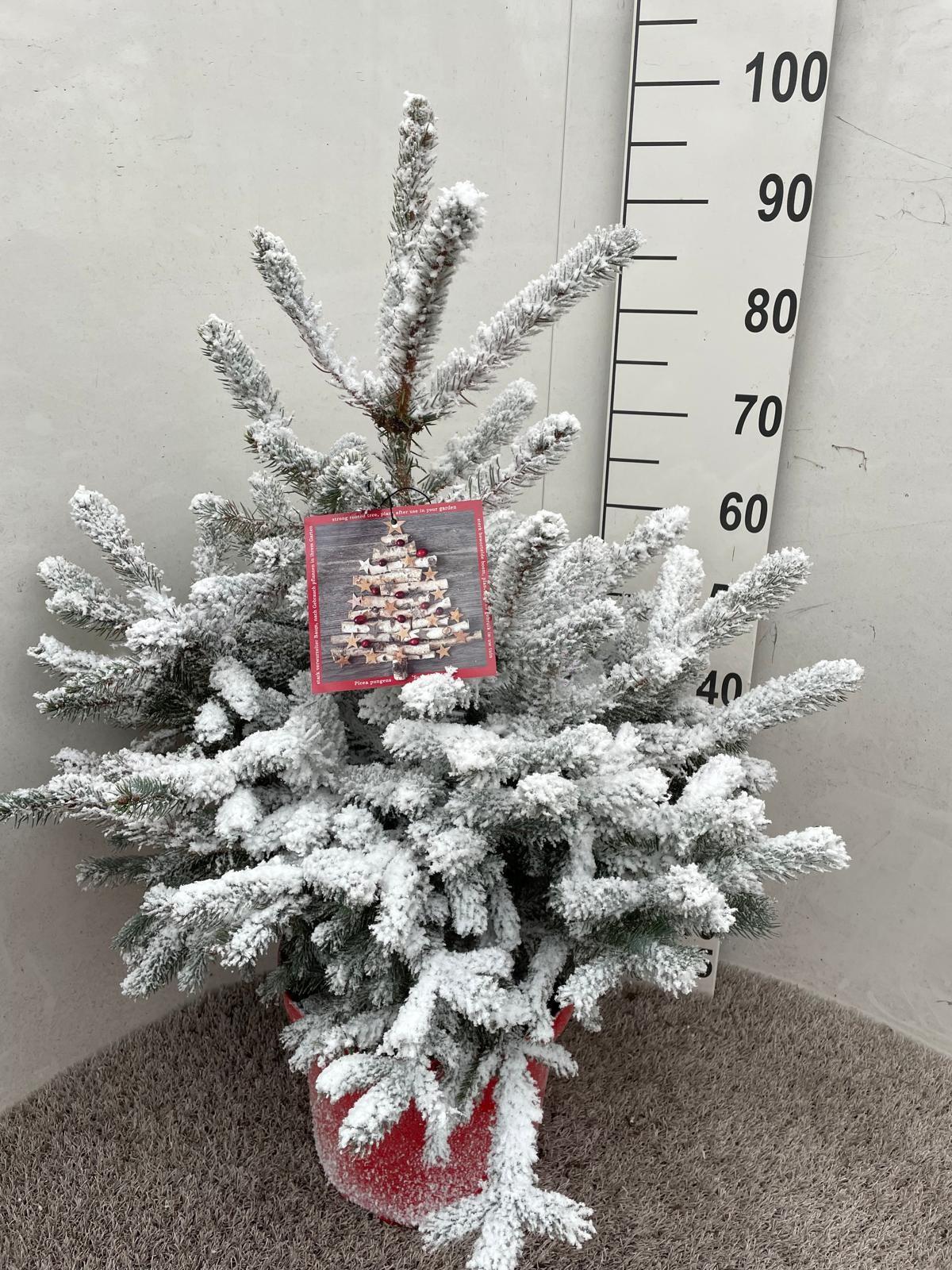 Горшечные цветы и растения оптом Picea Pu Super Blue от 1шт из Голландии с доставкой по России