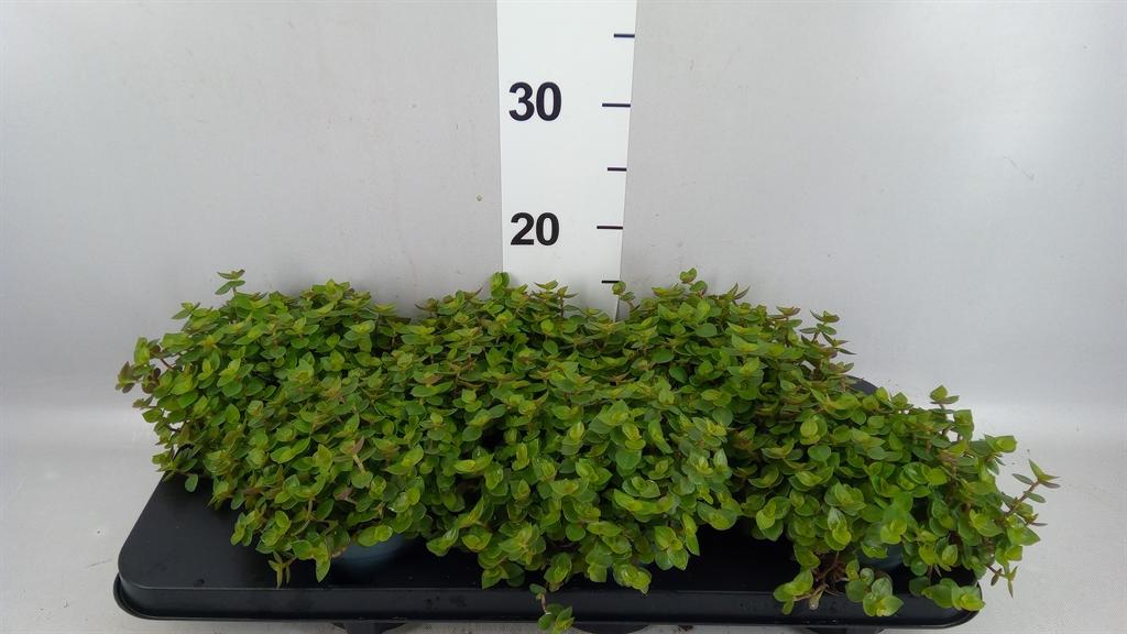 Горшечные цветы и растения оптом Callisia Repens A от 6шт из Голландии с доставкой по России
