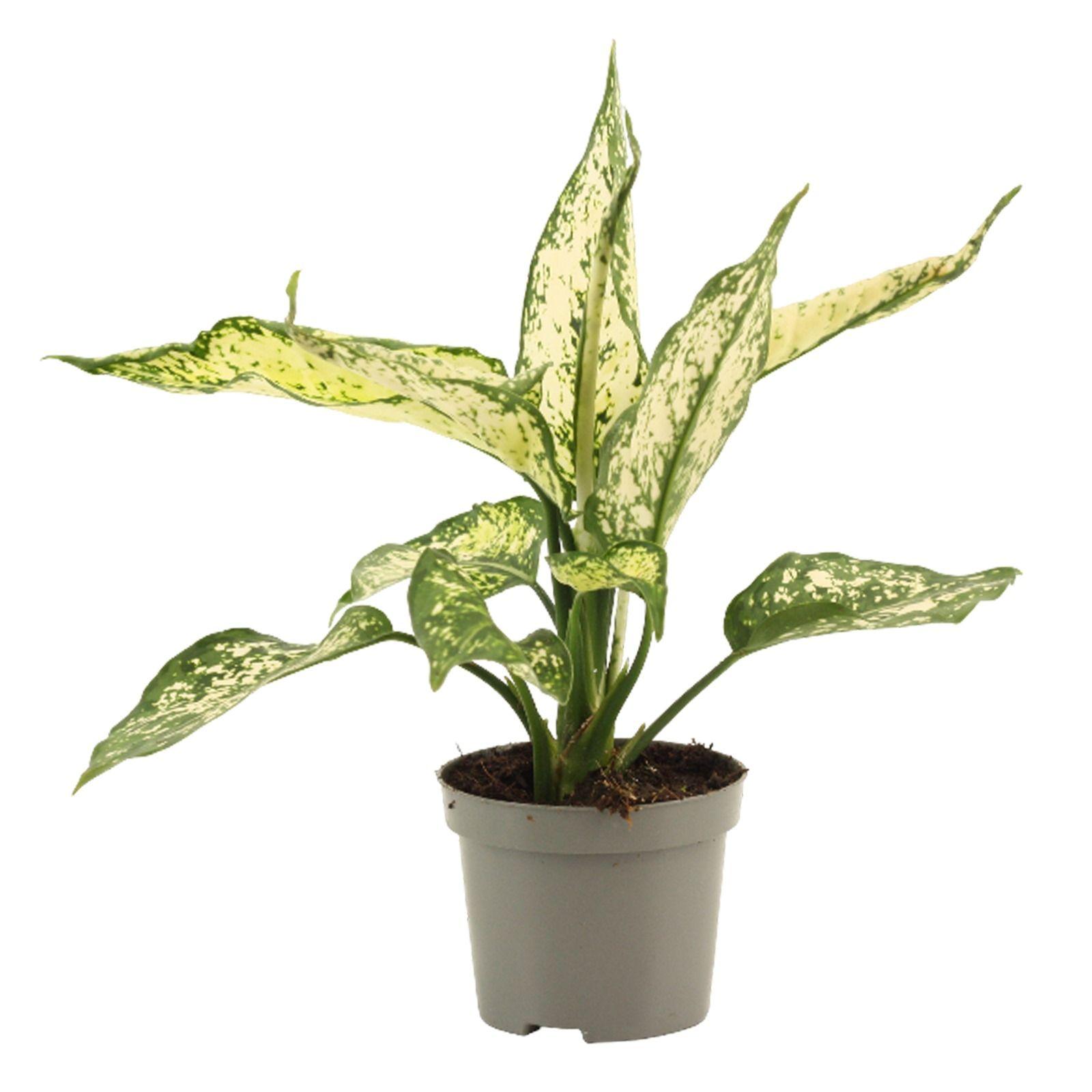 Горшечные цветы и растения оптом Aglaonema White Diamond 9 Cm от 18шт (для телеги) из Голландии с доставкой по России