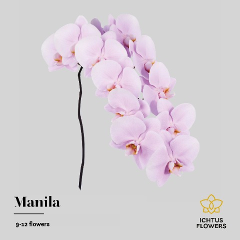 Срезанные цветы оптом Phalaenopsis manila (per stem) от 10шт. из Голландии с доставкой по России