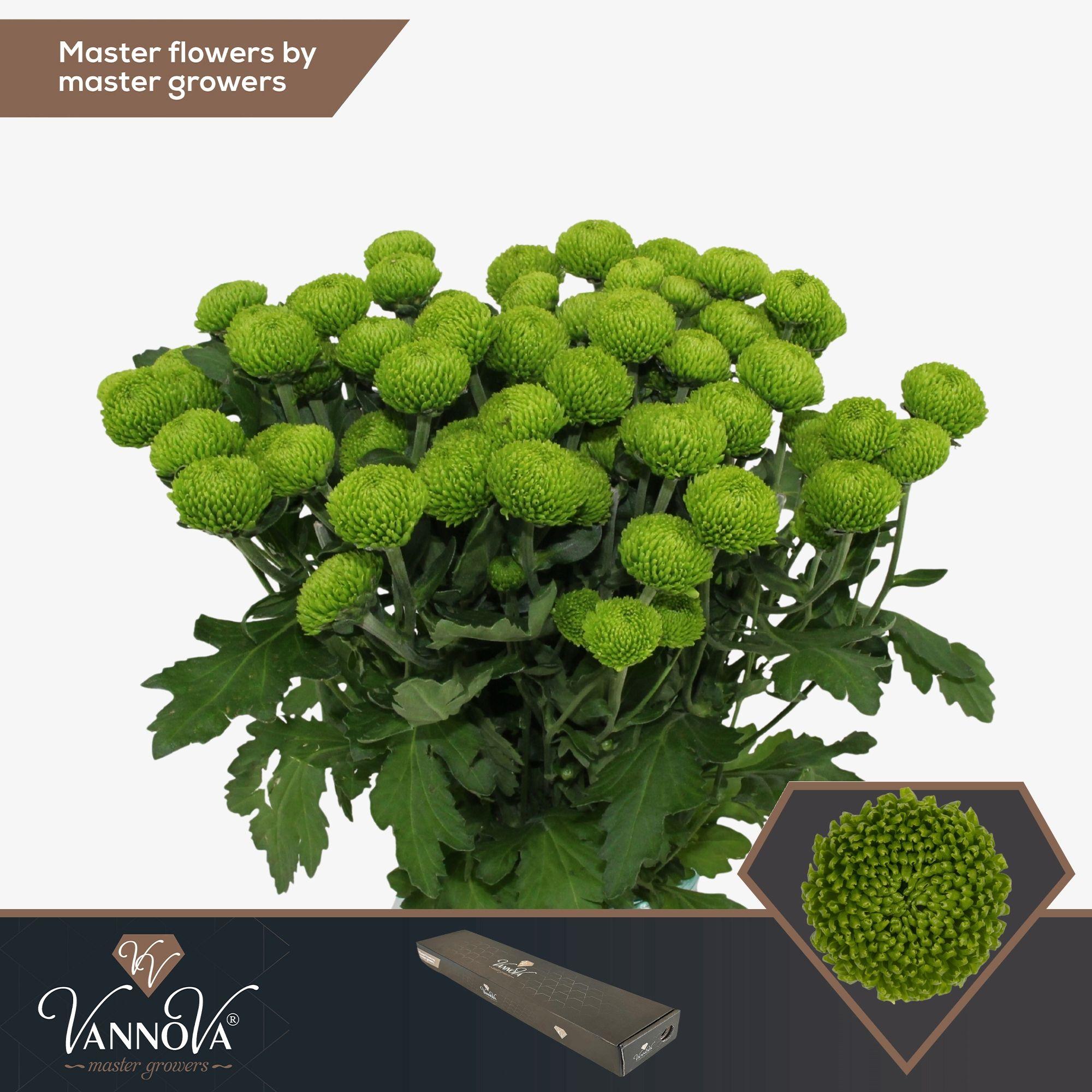 Срезанные цветы оптом Chrys sp deligreen от 20шт из Голландии с доставкой по России