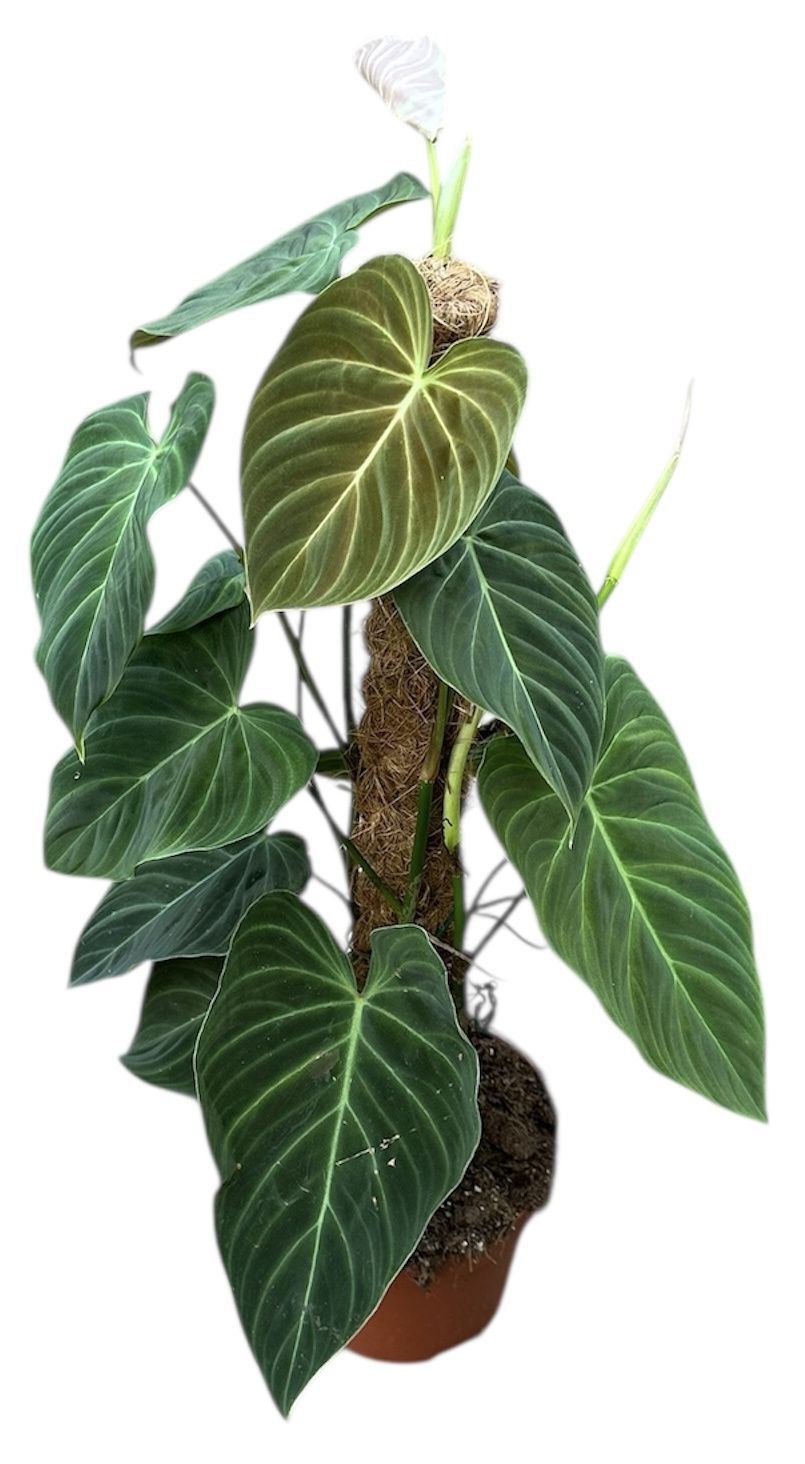 Горшечные цветы и растения оптом Philodendron Splendid от 1шт из Голландии с доставкой по России