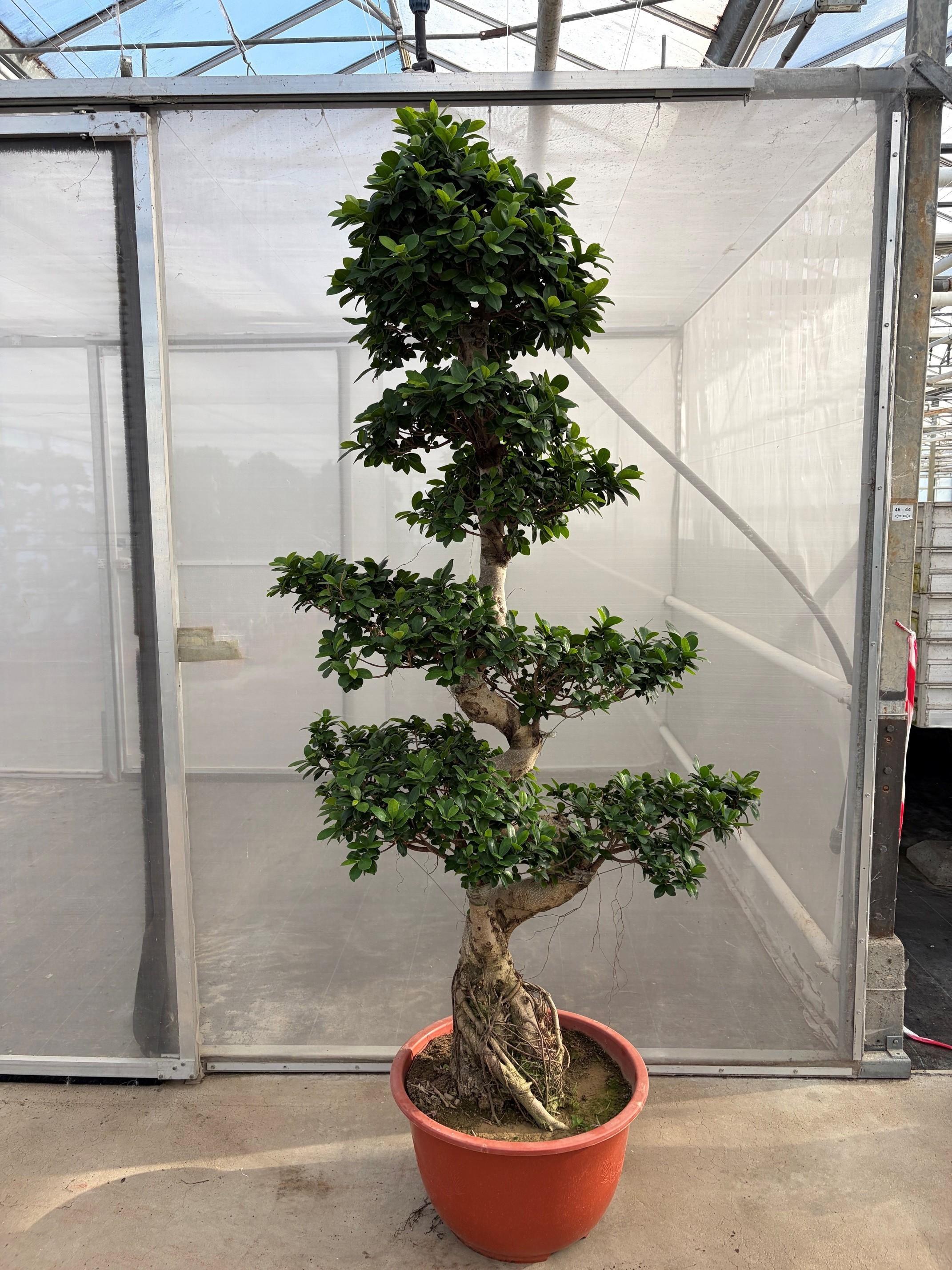 Горшечные цветы и растения оптом Ficus Ginseng S-shape Bonsai от 1шт из Голландии с доставкой по России