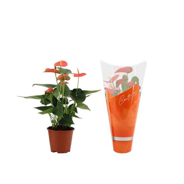 Горшечные цветы и растения оптом Anth An Prince Of Orange 5+ In Couture Hoes Succe от 8шт из Голландии с доставкой по России