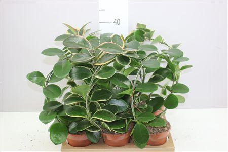 Горшечные цветы и растения оптом Hoya Mix Arch от 6шт из Голландии с доставкой по России