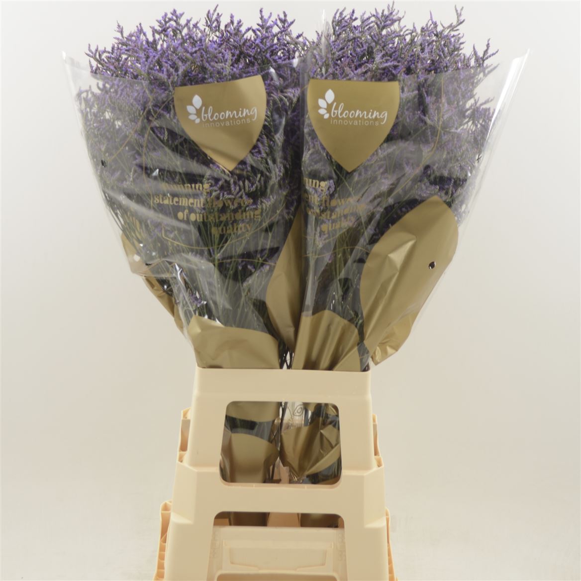 Срезанные цветы оптом Limonium safora dark blue от 600шт. из Голландии с доставкой по России