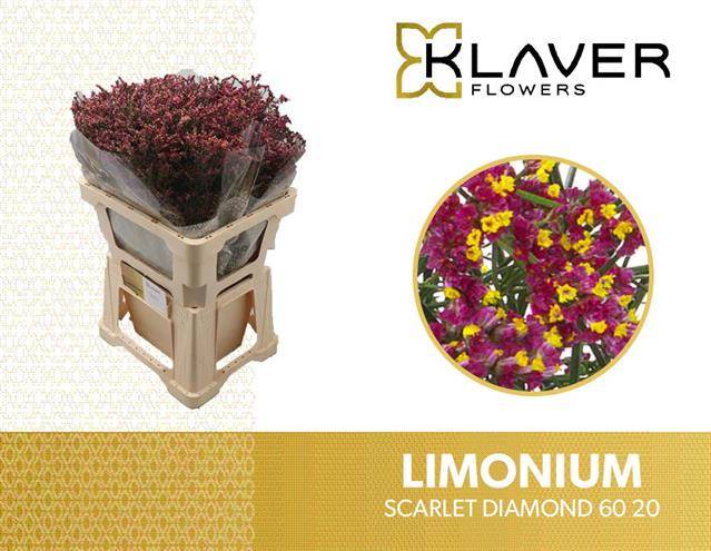 Срезанные цветы оптом Limonium scarlett diamond от 50шт из Голландии с доставкой по России