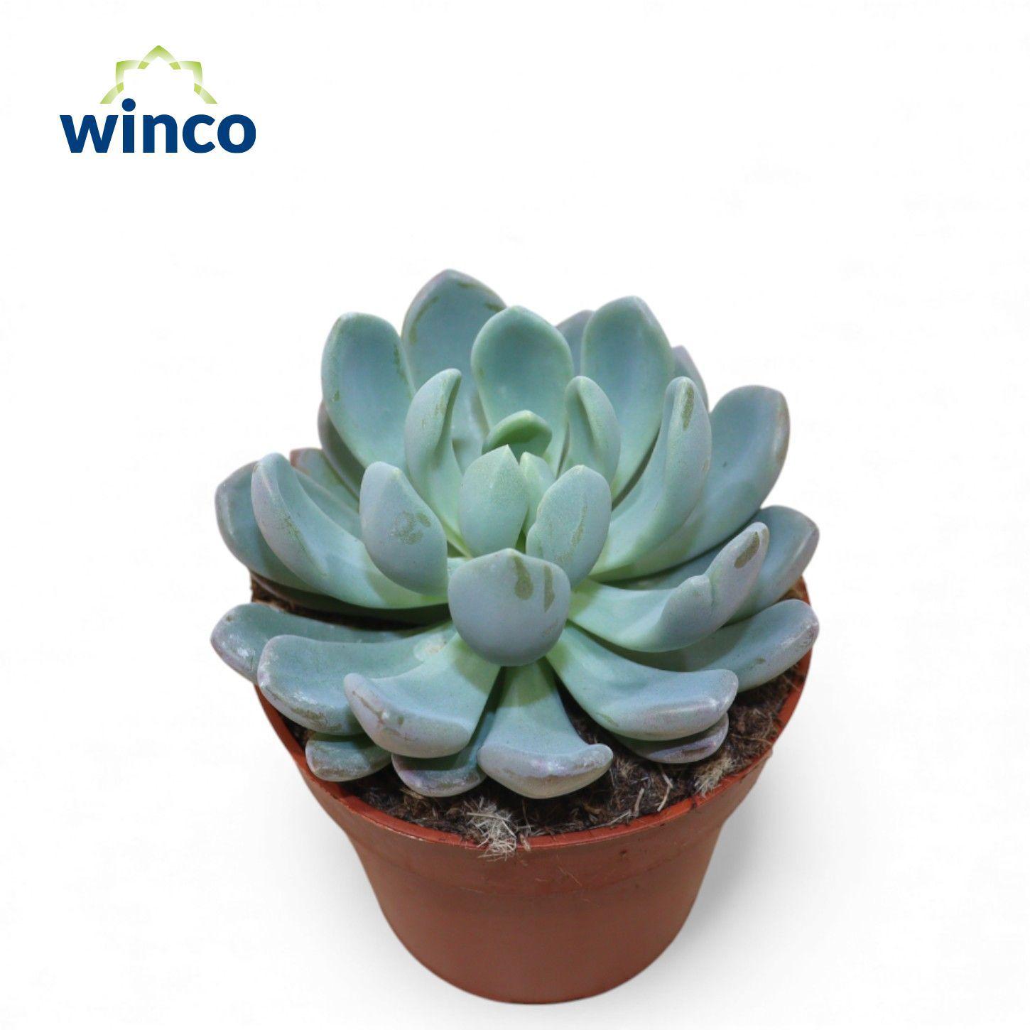 Горшечные цветы и растения оптом Echeveria Elegance от 18шт (для телеги) из Голландии с доставкой по России