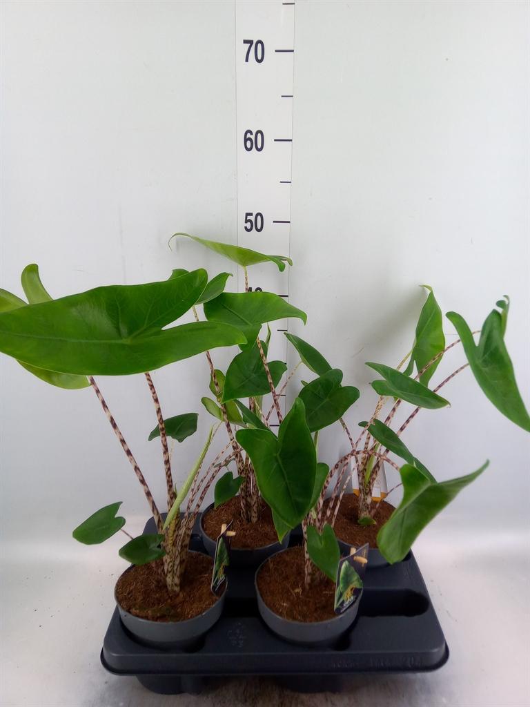 Горшечные цветы и растения оптом Alocasia Zebrina от 4шт (для телеги) из Голландии с доставкой по России