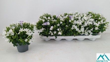 Горшечные цветы и растения оптом Camp Por Ambe White от 10шт (для телеги) из Голландии с доставкой по России