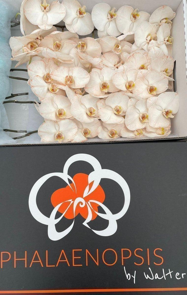 Срезанные цветы оптом Phalaenopsis paint caramel от 10шт из Голландии с доставкой по России